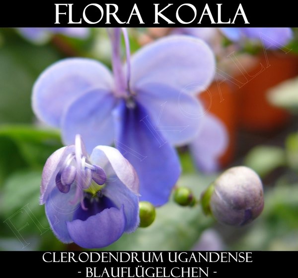 Clerodendrum ugandense - Blauflügelchen