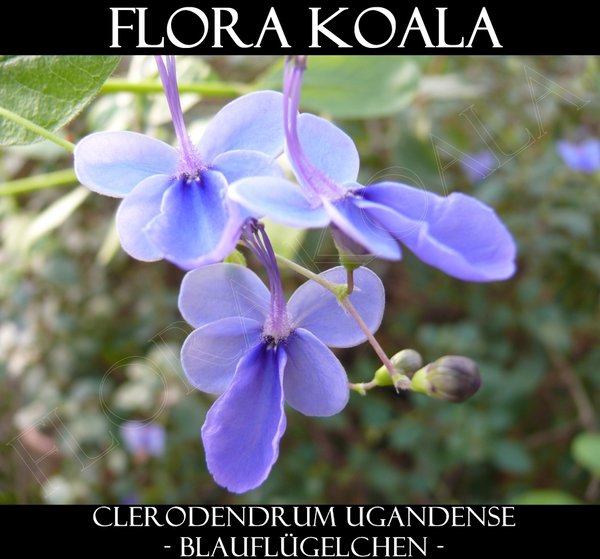 Clerodendrum ugandense - Blauflügelchen