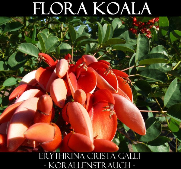 Erythrina crista galli - Korallenstrauch