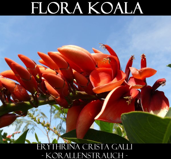 Erythrina crista galli - Korallenstrauch