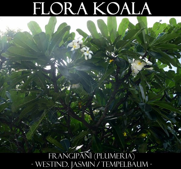 Frangipani rubra 'weiß-gelb' - Tempelbaum (Plumeria)