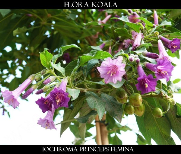 Iochroma princeps femina - Veilchenstrauch (violett)