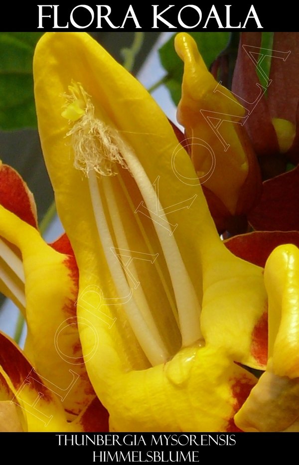 Thunbergia mysorensis - Himmelsblume