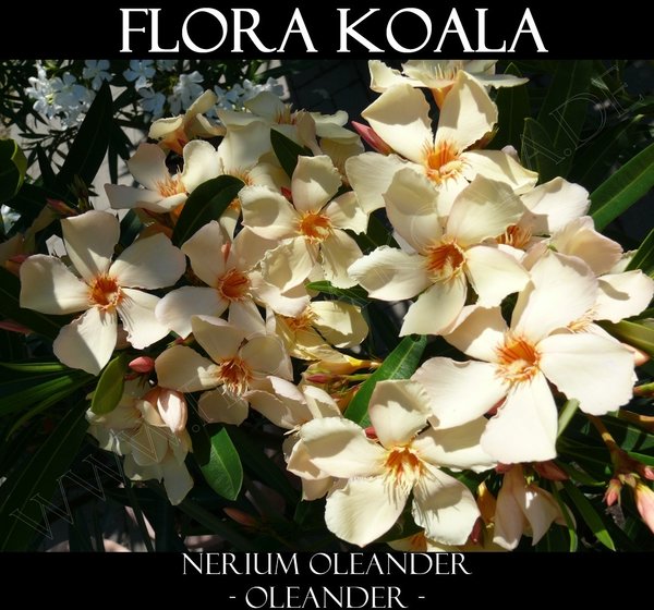 Nerium oleander - Oleander (Apricot)