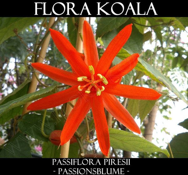 Passiflora x piresii - Passionsblume