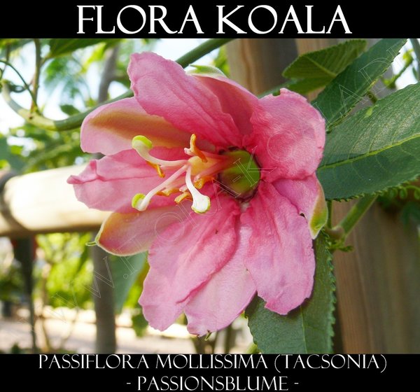 Passiflora - Tacsonia mollissima