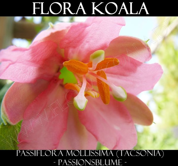 Passiflora - Tacsonia mollissima