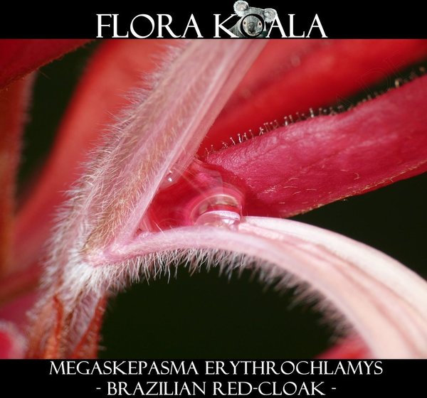 Megaskepasma erythrochlamys - Brazilian Red-Cloak