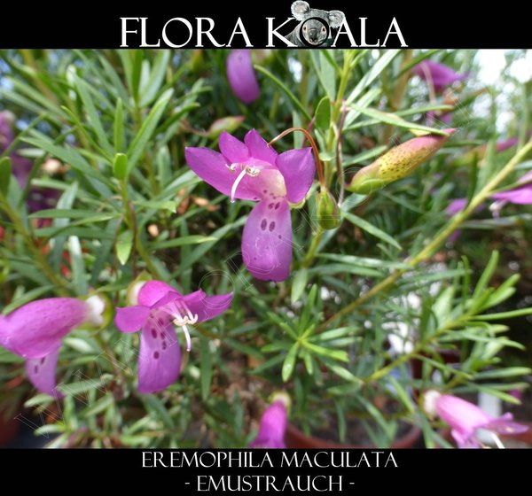Eremophila maculata - Emusträucher