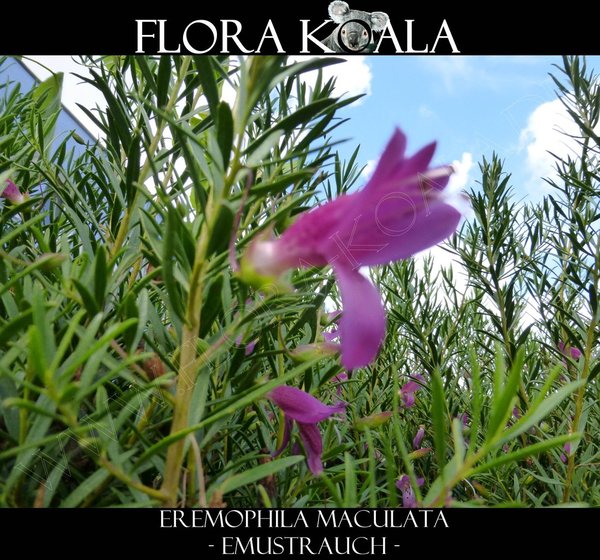 Eremophila maculata - Emusträucher