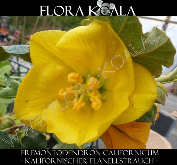 Fremontodendron californicum - Kalifornischer Flanellstrauch