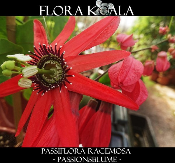 Passiflora racemosa