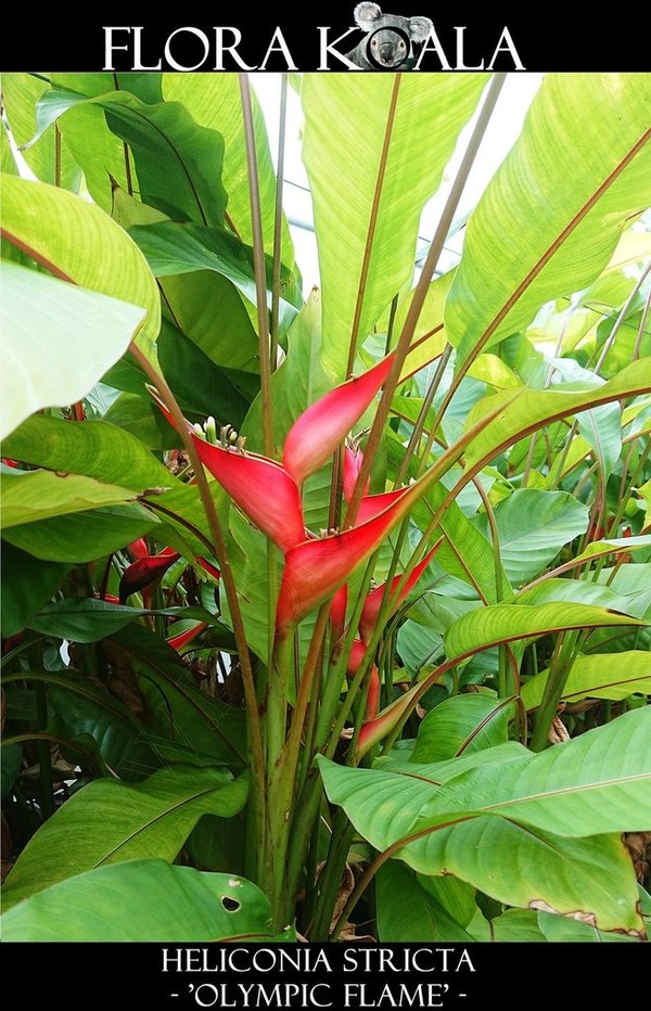 Heliconia stricta 'Olympic flame'