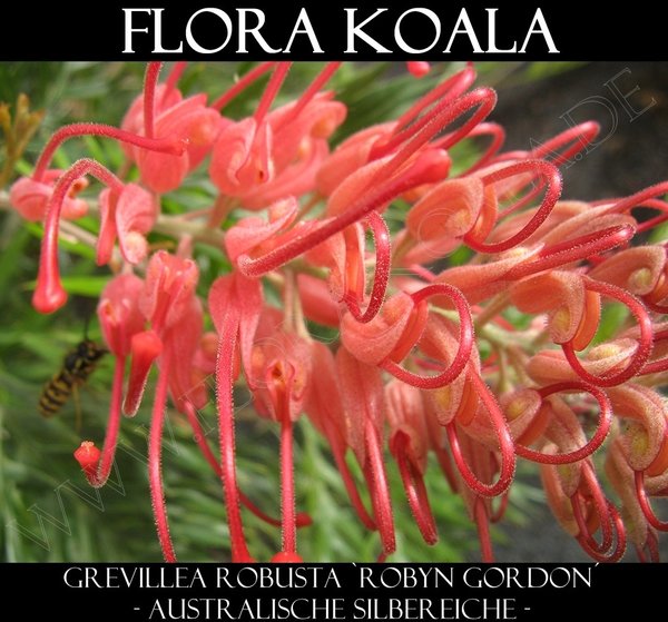 Grevillea robusta 'Robyn Gordon' - Australische Silbereiche (rot)