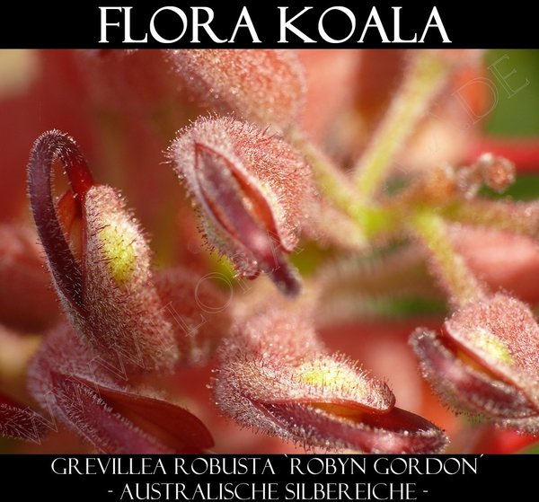 Grevillea robusta 'Robyn Gordon' - Australische Silbereiche (rot)