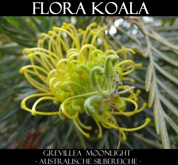 Grevillea robusta 'Moon Light' - Australische Silbereiche (gelb)