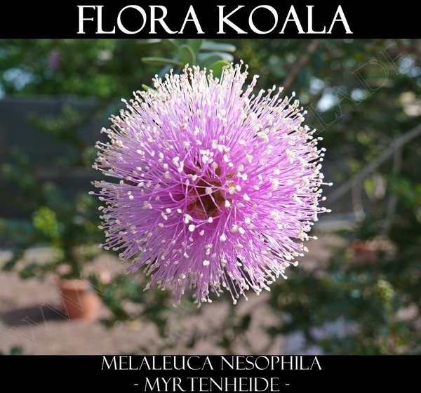 Melaleuca nesophila - Honig-Myrte