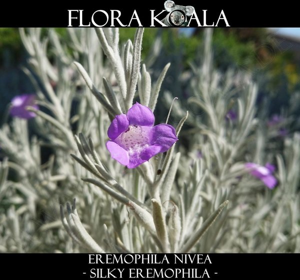 Eremophila nivea - Silky Eremophila