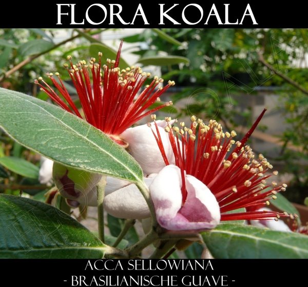 Acca sellowiana - Brasilianische Guave